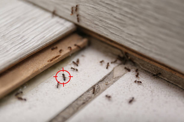 Reliable Mechanicville, NY Pest Control Solutions